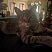 Knox (@mixingtable) 's Twitter Profile