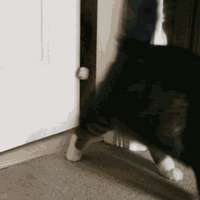 Rigelazo 🇵🇸 (@rigelazo) 's Twitter Profile