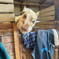 Bruce (@bruceli15729) 's Twitter Profile