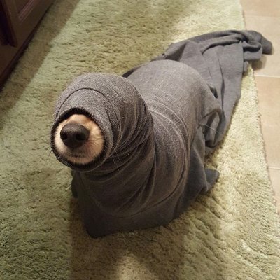 It's a seal, it's a dog, it's a seal dog. The cutest dog on Solana. WARFFF $SD
TG: https://t.co/OMMS108Of5