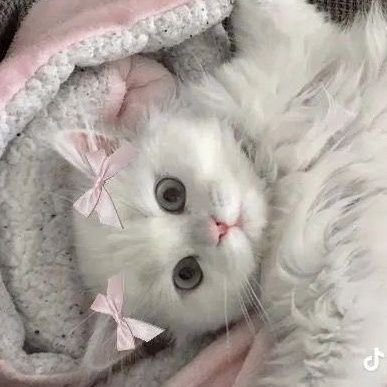 iLilAvy's profile picture. ✨️Bienvenidos a mi rinconcito 💕