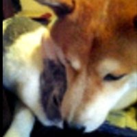 すみれ (@1rayfu) 's Twitter Profile