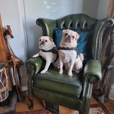 NUFC fan, living life with my best friends, a Frug and a Pug. also follow us on tiktok ghost.pugs https://t.co/XYOTsSJ4hR or oscar_the _frug on Instagram