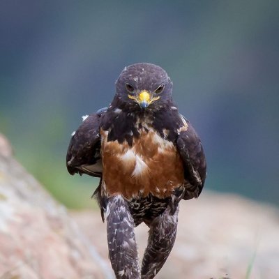 boelisaakbaark's profile picture. Get OUT of the bike lane if you're not a bike, man.