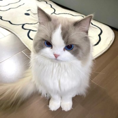 angry cat