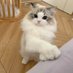 temperamental cat (@temperamentalca) Twitter profile photo