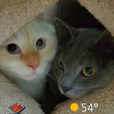 Jasper the red-flame Ragdoll and Anastasia, the Russian Blue