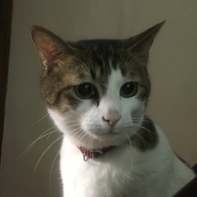 元弁当屋!!野菜ソムリエ、猫好き、沖縄好き、料理好き、 何を食べるかではなく誰と食べるか🩷 座右の銘は... 『食べることは生きること』 You don'tmiss vegetable!!🥦🥕