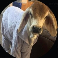 CowLivesMatter(@ProtesterLone) 's Twitter Profile Photo