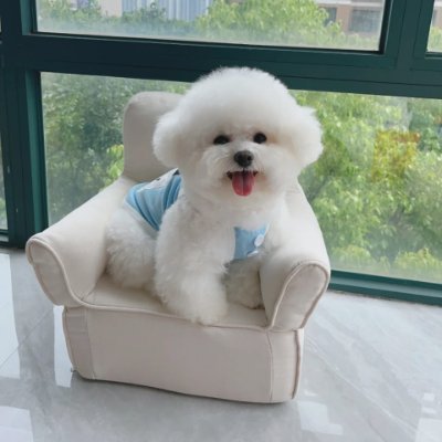 Cute Bichon Frize