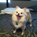 Daisy Blank - @K2sDogDaisy - Twitter