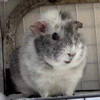 くる🐹 Rodents Channel (@hamhamhamuchuta) 's Twitter Profile