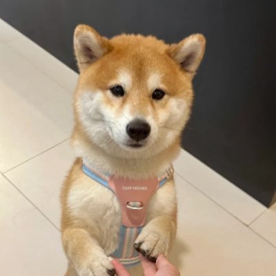 mysillydog Profile Picture