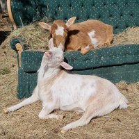 🐐Winston🌈Thatcher🌈Domino, Walnut, Jasper🐐(@WinstonThatche4) 's Twitter Profile Photo