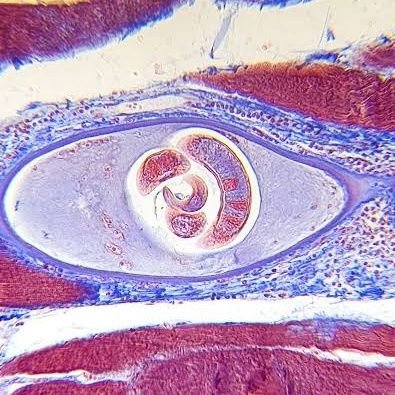 medtek study tweet🔬🧫💉🩸