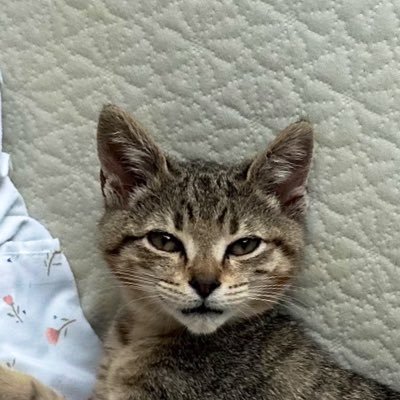 hi, my name iz kobe bean nakamoto and i am da most based cat on solana… https://t.co/gzwJd16WSX