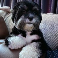 Rikimaru Tenchu (@iamrikimaru) 's Twitter Profile
