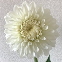 ことり (@pi_pipi16ktr) 's Twitter Profile