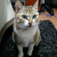 (o'ч'o)ŧ‹″ŧ‹″ⓜⓐⓒⓐⓡⓞⓝ (@macaronbokuneko) 's Twitter Profile