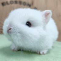 Rabbit 🐰 🐇☯️☸️(@kerabbitz) 's Twitter Profile Photo