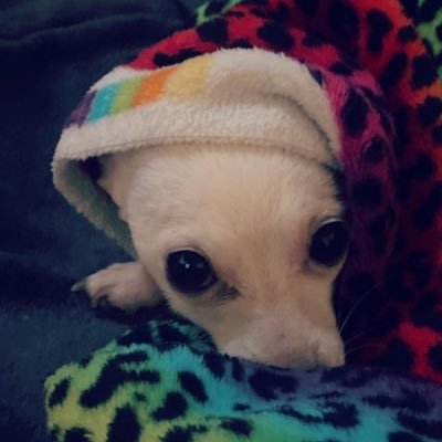 shhhanimalさんのプロフィール画像