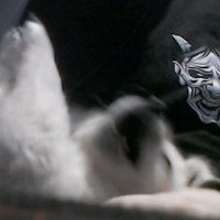 DiDi (@dandymid) 's Twitter Profile
