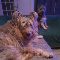 Lada (@ladags) 's Twitter Profile