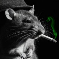 Kapricjan (@kapricjan) 's Twitter Profile Photo