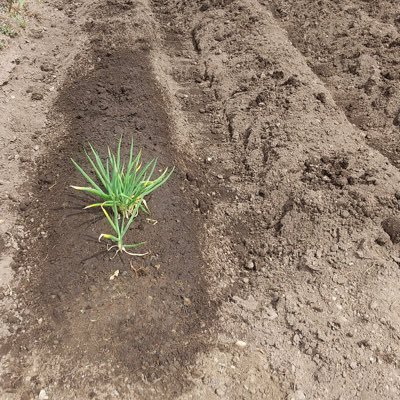 ネギまる。 のアバター