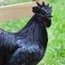 Darth Rooster (@darth_rooster) Twitter profile photo