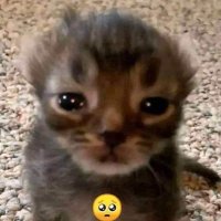 Adrian MLH (@mlh_adrian) 's Twitter Profile
