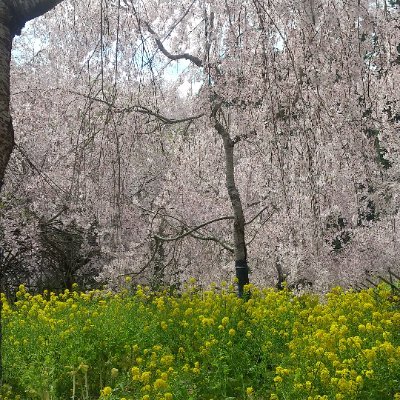 余命一年て申告されてから二年が経ちました。いつまで生きれるかわからぬ