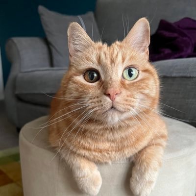gingertomtony Profile Picture