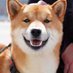 Shibadou (@shiba_dou) Twitter profile photo Shibadou (@shiba_dou) Twitter profile photo