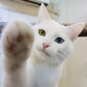 nyankonya555's profile picture. 猫を飼うのを夢見る社畜𓃠

吾輩は猫が好きである。
今はまだない（猫が）

あとは趣味でもできればと思いXを始める。
今はまだない（趣味が）