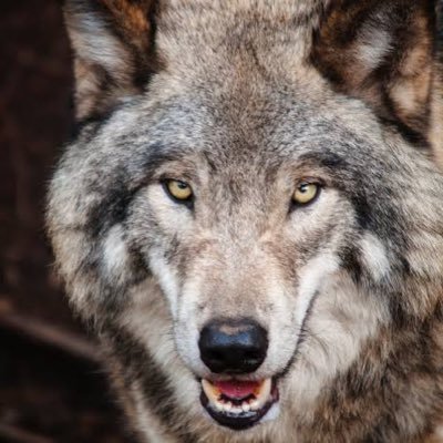 サンウェルズでマイナス150万円。地獄見ました。相場離れたくないので小資金で再開。小資金だからこそリスク取ります。