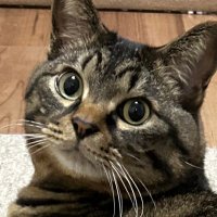 HARDY🐾 (@hardylovesakura) 's Twitter Profile
