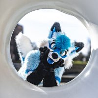 Auri Blueboy(@AuriFusky) 's Twitter Profile Photo