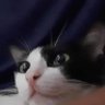 ekhwaizu's profile picture. ชอบนอน ชอบแมว 🐱 ชอบการ์ตูน ชอบเกย์ เป็นแม่ค้า(ไม่ประจำ)มีของมาขายเรื่อยๆค่ะ ติดตามได้ #รีวิวงื้อ