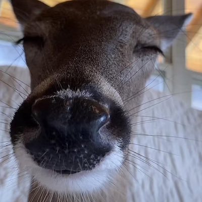 DaDeanOfDeans's profile picture. meh.