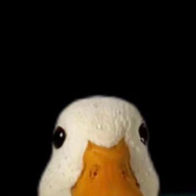 I post funny and cute videos and photos of my pet ducks.