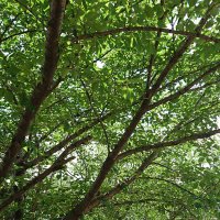 葉月 (@hazu19ki08) Twitter profile photo