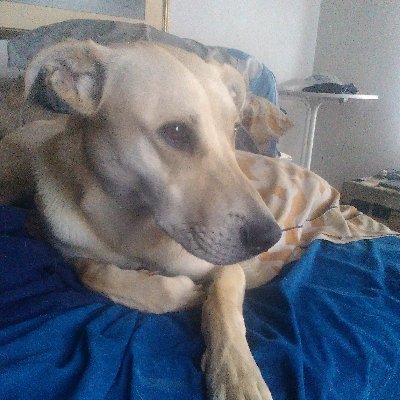 ImSatanas666's profile picture. Master Of The Day Of Judgment
Baddest Fighter On Earth 👊🏻👿
Fueradeserieadorable 🤟🏻😈 Boisterous💙💛
#YAHWEH: L✡︎veOfMyLife❤️‍🔥☪️☮️ 
 𓃶 🜏 𖤐 𐕣⁶⁶⁶𐕣