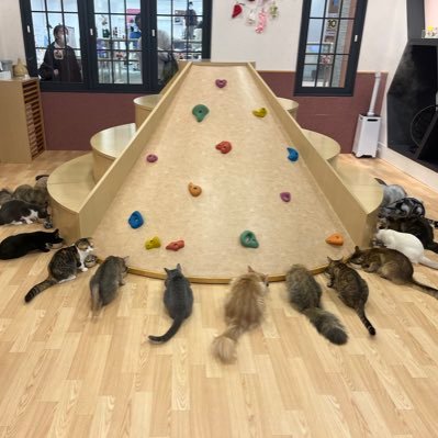 🐈さんのプロフィール画像