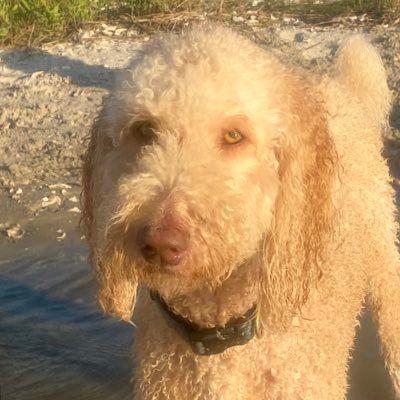 Steve Goodson Profile