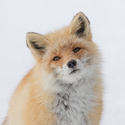 北きつね牧場のきつねたちを撮ってます。淡々と1日1きつね🦊 OLYMPUSが愛機。 アイコンは「みお」です。 無断転載はおやめください。