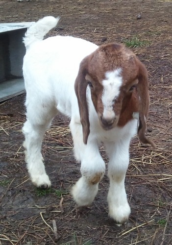 Family operated goat farm. Check us out and let us know if you're interested in owning goats!