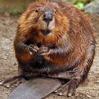 Doris Beaver - @doristhebeaver Twitter Profile Photo