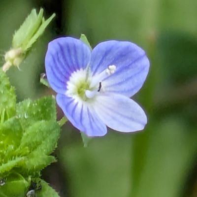 趣味で草花の画像を撮っています
検索した結果を記録に残しています