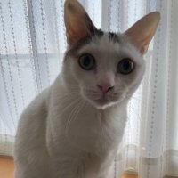 フジモ (@fujimowabi) 's Twitter Profile
